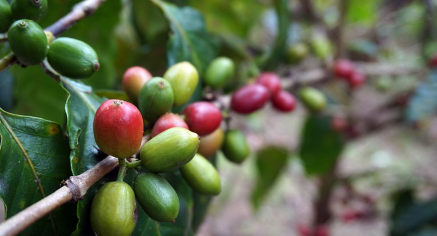 specialty kávé növény